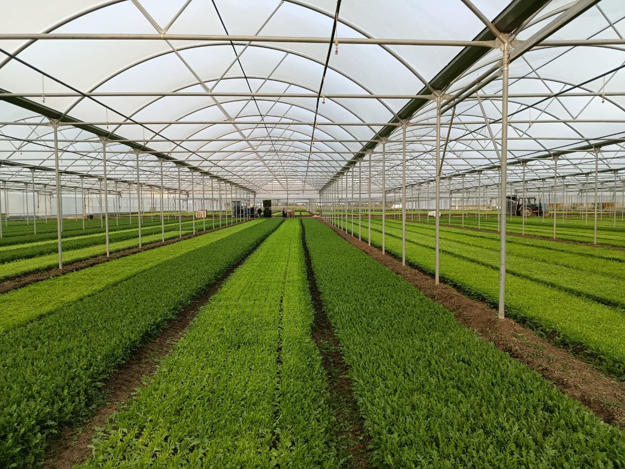 whatsapp-image-2025-98