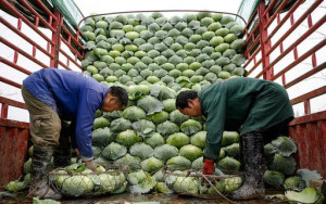 как борьба Китая с пандемией вредит поставщикам аграрной продукции - фото - 1