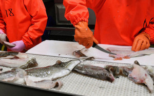 российские переработчики попросили ограничить экспорт рыбы - фото - 1