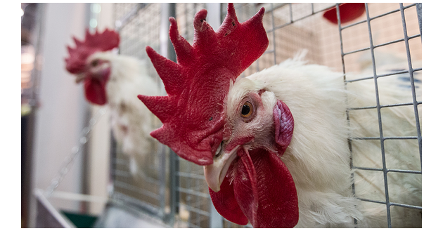 вице-премьер Абрамченко поручила увеличить производство мяса курицы и яиц - фото - 1