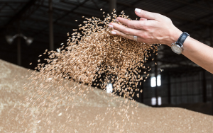 париж опасается увеличения доли РФ на рынке экспорта зерна после поражения Киева - фото - 1
