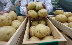 грузия экспортировала в Россию картофель на рекордную сумму - фото - 1