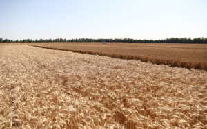 в Краснодарском крае в 2026 году экспортируют сельхозпродукцию на 2,8 млрд долларов по нацпроекту «Международная кооперация и экспорт» - фото - 1